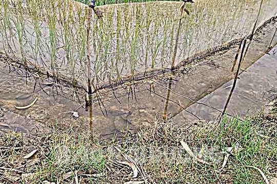 Vẫn bẫy chuột bằng điện